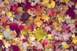 autumn leaves autumn leaves