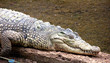 crocodile dundee crocodile dundee