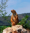 marmotte marmotte