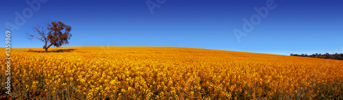 panoramic field