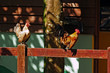 chickens