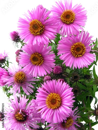 autumn violet flowers autumn violet flowers