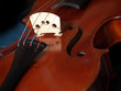 violon gros plan