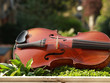 violon et nature