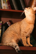 bookcase kitty