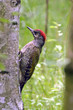 green woodpecker