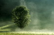 Photo: tree in the fogg tree in the fogg