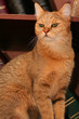 bookcase cat