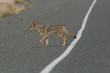 coyote along the highway