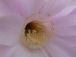 cactus_flower01