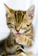 chaton15