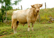 taureau charolaise