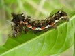 caterpillar on a green leaf caterpillar on a green leaf