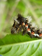 caterpillar on a green leaf 2 caterpillar on a green leaf 2