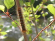 chenille chenille
