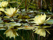 lilies in botanic garden 4