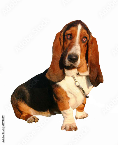 regard de basset regard de basset