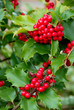yuletide holly berries