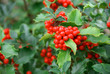 yuletide holly berries yuletide holly berries