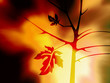 fall autumn