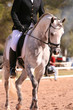 grey dressage horse