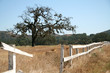 Photo: oak tree in a field oak tree in a field