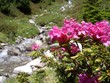 rododendro con fiume
