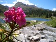 fiore alta mmontagna
