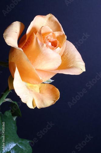 Photo: a yellow rose against a black background a yellow rose against a black background