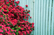 red azaleas by a blue fence