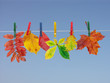 fall leaf drying