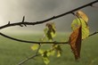 herbstblatt_15 herbstblatt_15