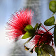 red passion flower