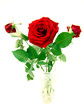 red rozes in the bottle