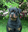 rottweiler head rottweiler head