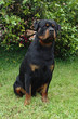 rottweiler sit rottweiler sit