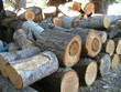wood pile