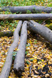 old logs