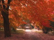 red leaves