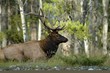 elk elk