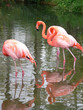 pink buddies