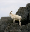 king of the mountain