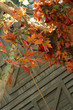 foliage
