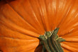 pumpkin and stem