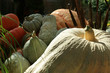 pumpkins