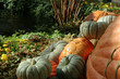 pumpkins and flowers