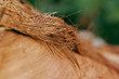 bark