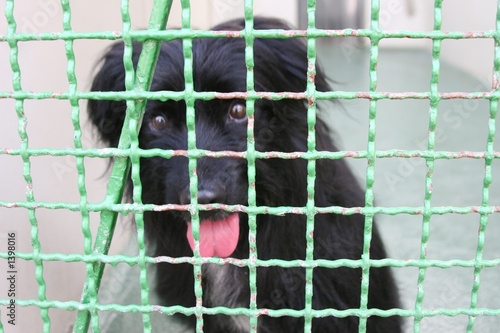 Photo: hundekäfig hundekäfig