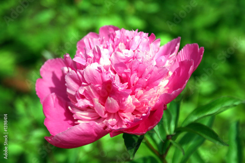 peony peony