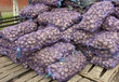 potatoes harvest